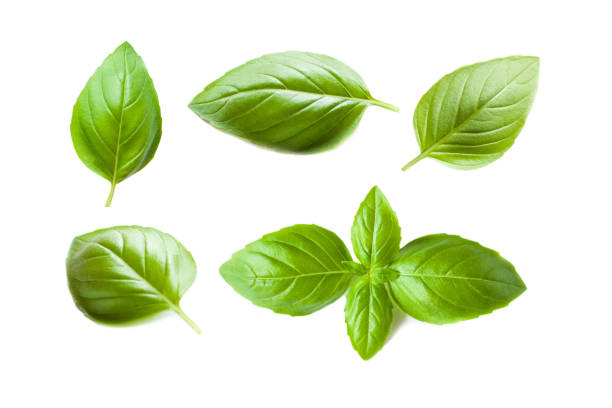 istock Set of Fresh Basil leaves isolated on white background. Macro. Top view. Flat lay