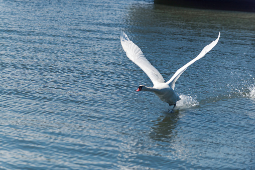 European Mute Swan running to take off from water