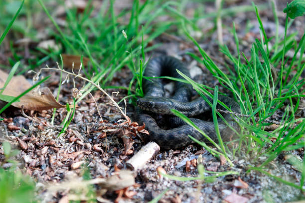 istock little snake is sleeping in the green grass 846953138