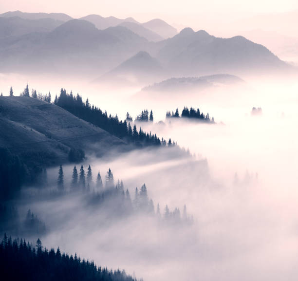 istock picturesque forest in the fog 846953852