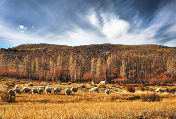 양 들의 patagonian 풍경, 네 우 퀜, 아르헨티나에서 grazin의 무리 - south america argentina bariloche autumn 뉴스 사진 이미지