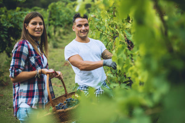 istock Grapes Harvesting and Picking Up in Italy 846960320