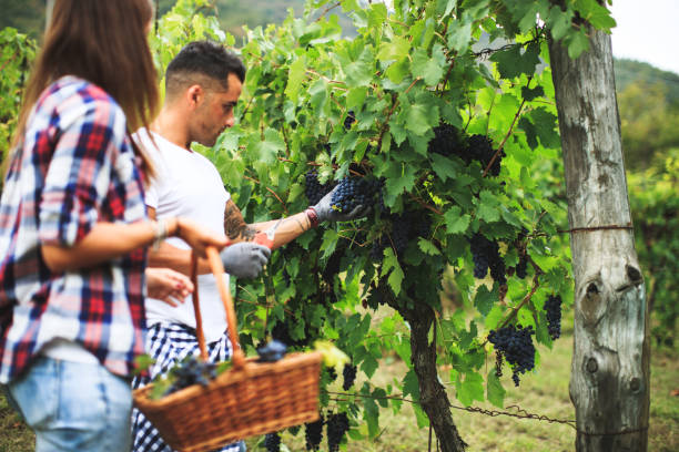 istock Grapes Harvesting and Picking Up in Italy 846960346
