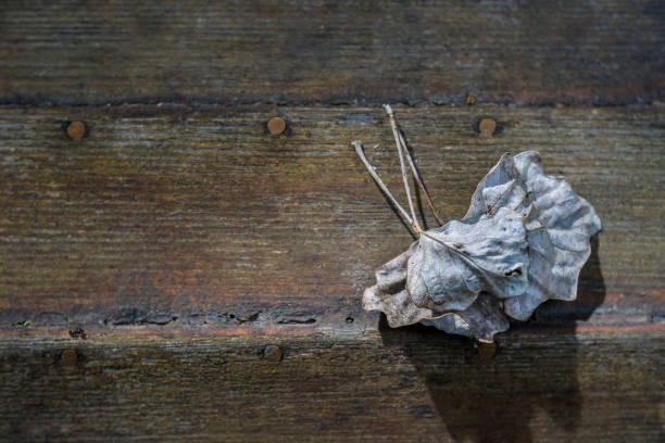 istock an old wooden boat, an autumn spell 846960650