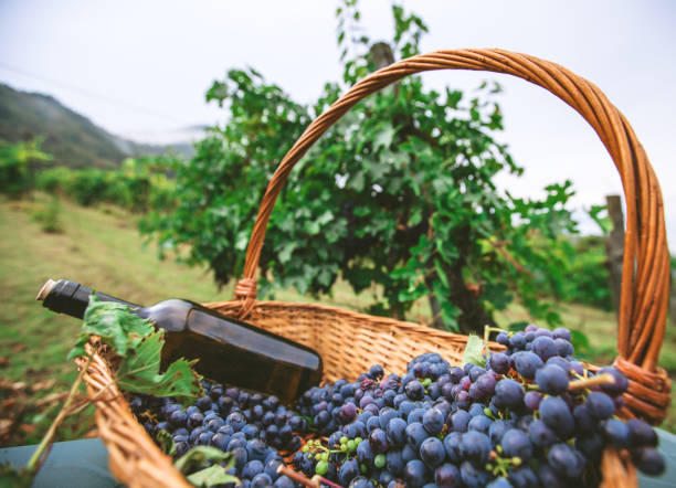 Grapes Harvesting and Picking Up