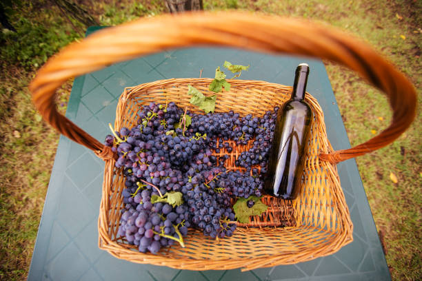 Grapes Harvesting and Picking Up