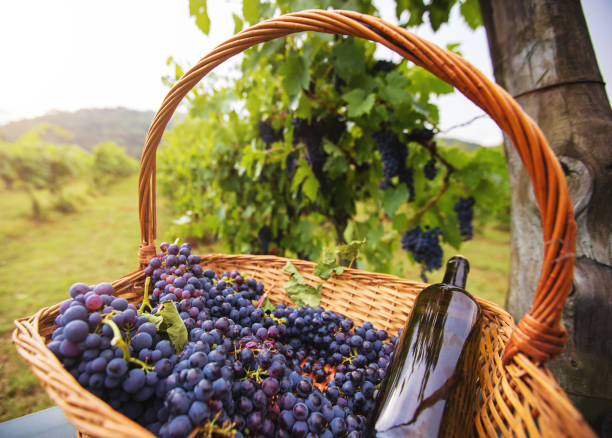 Grapes Harvesting and Picking Up