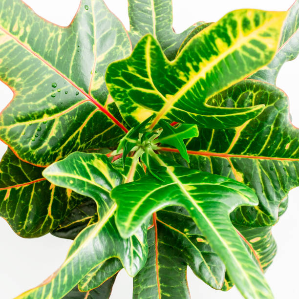 istock Tropical plant isolated on white background. Flat lay. Top view 846968174