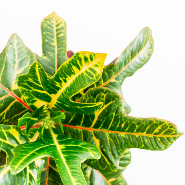 istock Colorful plant isolated on white background. Flat lay. Top view 846968178