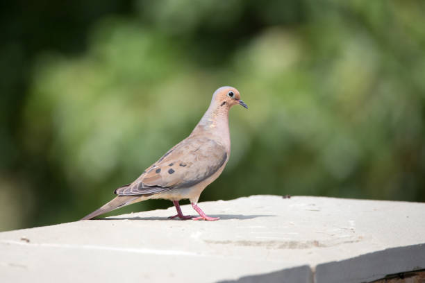 istock Morning dove in northern Virginia 846968288