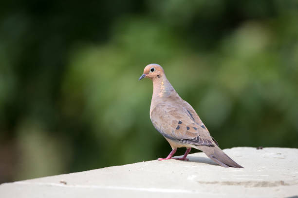 istock Morning dove in northern Virginia 846968300