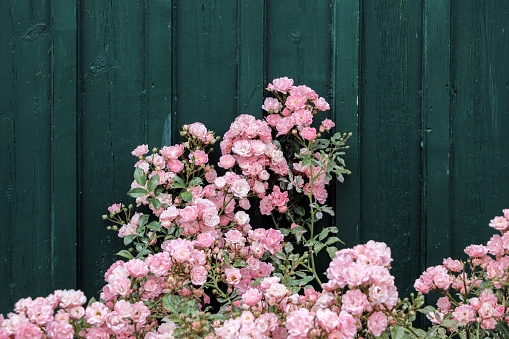 pink rose bushes with dark green wall