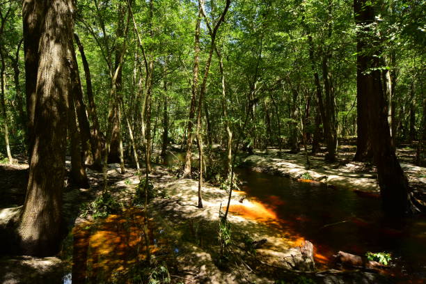 istock Tannic water flowing down stream with eroded floodplain all around 846971672