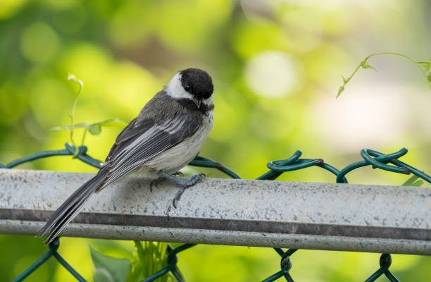 black capped chickadee sitting on a fence - bird chickadee animal fence imagens e fotografias de stock