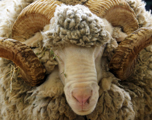 istock Portrait of white ram (Groznenskaya breed) 846972490