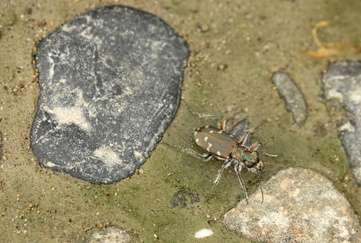 Along the Tlell River in Naikoon Provincial Park, an iridescent tiger beetle hunts insects on Haida Gwaii or Queen Charlotte Islands, British Columbia, Canada.
