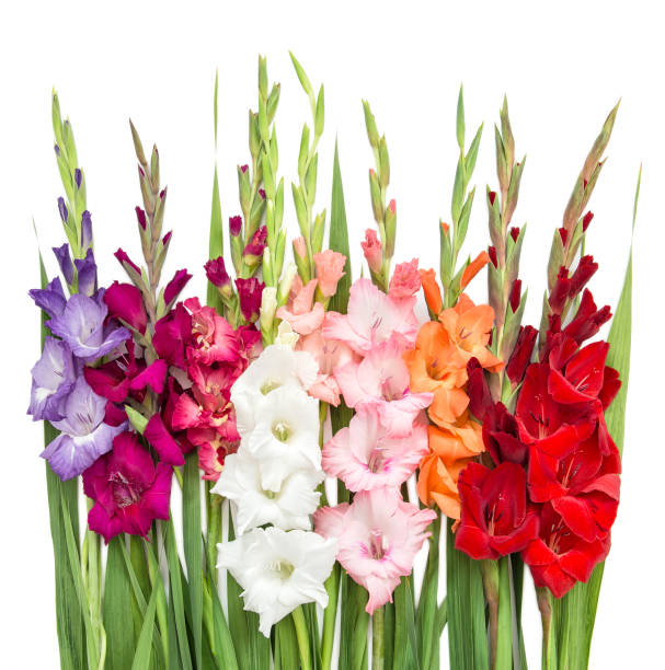istock Gladiolus flowers isolated on white background 846982064