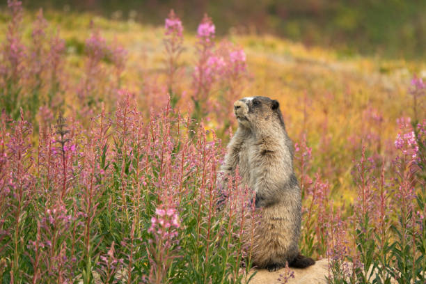 A marmot in Mt. Rainier National Park, Washington, rests in a subalpine wildflower meadow under wilderness mountains