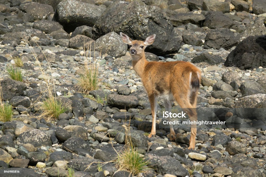 Introduced Sitka Deer Cumshewa Inlet Louise Island Haida Gwaii British  Columbia Canada Stock Photo - Download Image Now - iStock