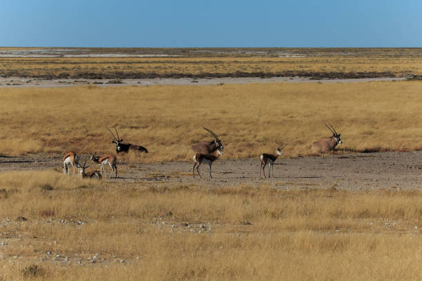 istock Group gemsbok or gemsbuck oryx and impala 846997288