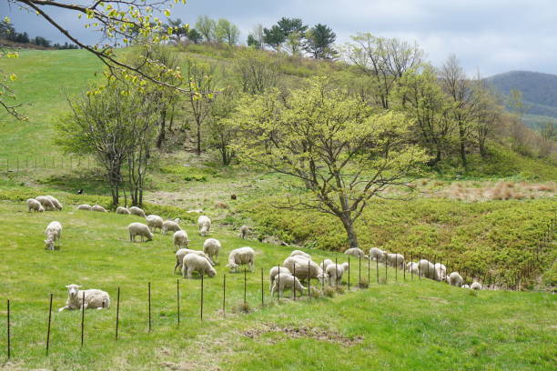 istock White sheep on green grass field. 847002312