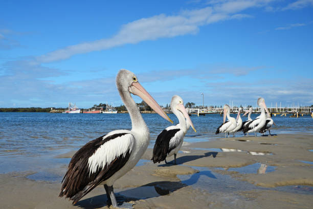 pelicans  - yamba fotografías e imágenes de stock