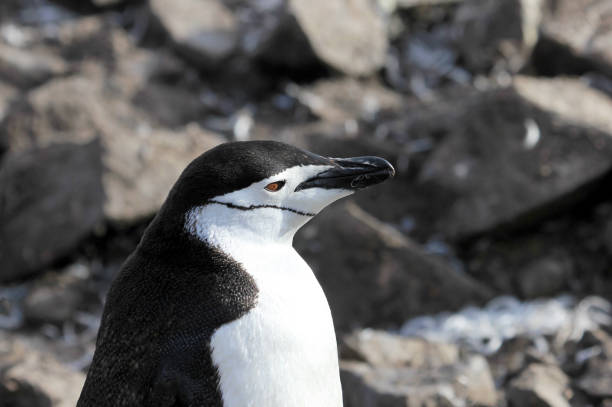 istock Wild chinstrap penguins, Antarctica 847003460