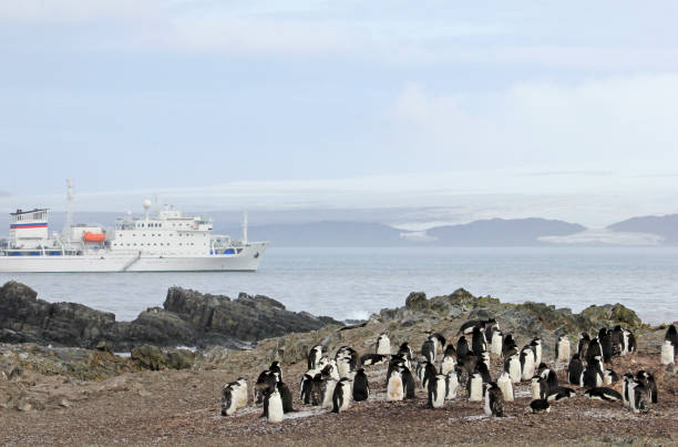 istock Wild chinstrap penguins and cruise ship in the background, Antarctica 847005902