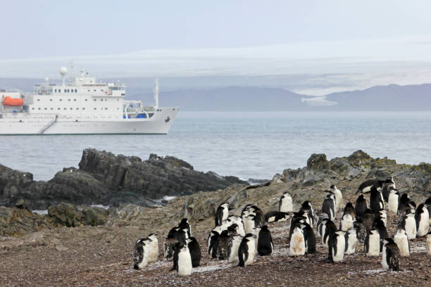 istock Wild chinstrap penguins and cruise ship in the background, Antarctica 847005918