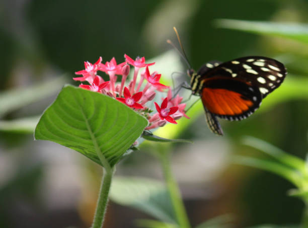 istock Butterfly landing on flower 847005994