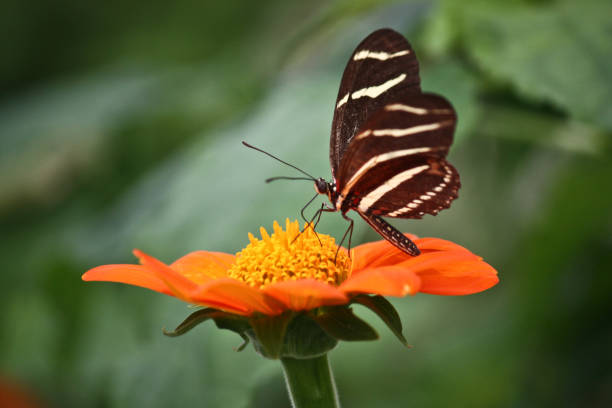 istock Dainty butterfly on flower 847006048