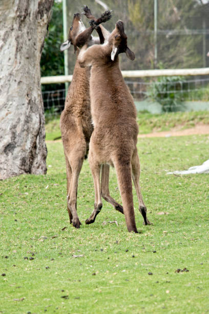 istock kangaroo-Island kangaroos fighting 847006050