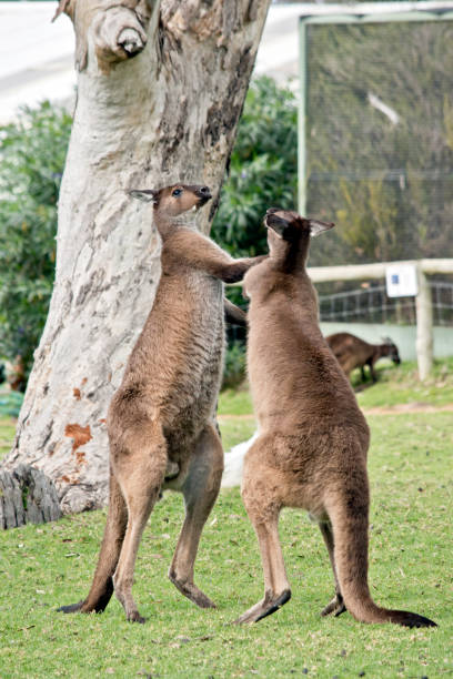 kangaroo-Island kangaroos fighting the two kangaroo-Island kangaroos are fighting over who will mate with the female kangaroo kangaroos fighting stock pictures, royalty-free photos & images