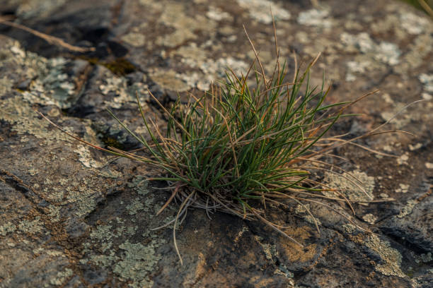 Natural grass between the rocks and unfocused background.