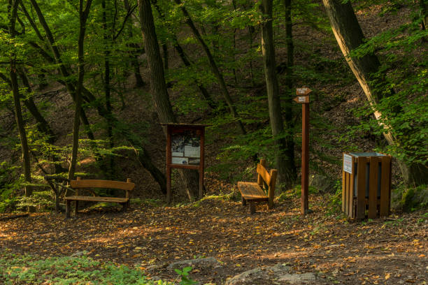 istock Forest with paths and creeks near Uholicky village 847008930
