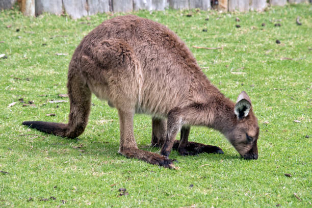 istock joey kangaroo-Island kangaroo 847008984