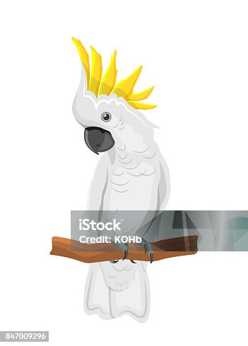 2,688 Cockatoo Illustrations & Clip Art - iStock | Black cockatoo, Palm  cockatoo, Cockatoo flying