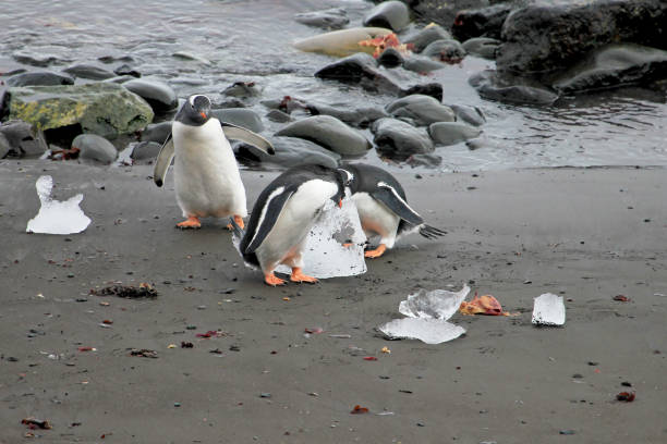 istock Gentoo penguins, Pygoscelis Papua, Antarctic Peninsula 847009688