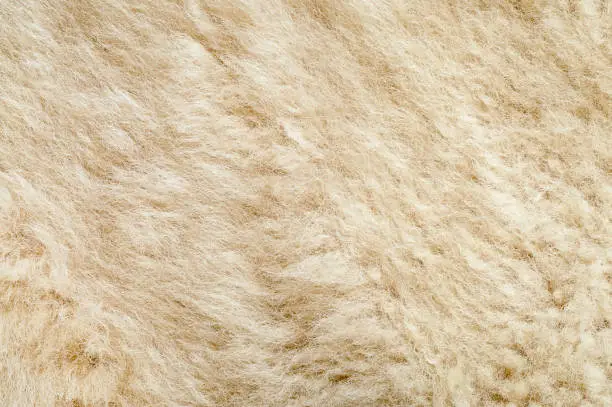 Macro of fluffy fur texture of lambskin.