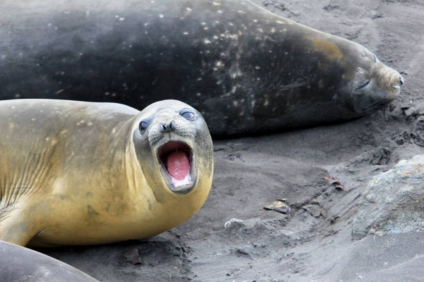 istock Elephant Seals, Mirounga Leonina, Antarctica 847012804
