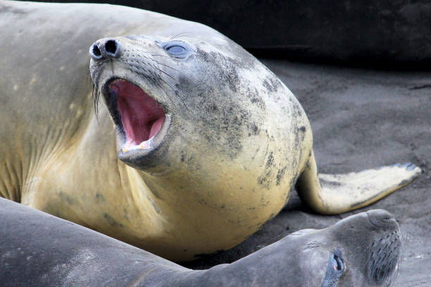 istock Elephant Seals, Mirounga Leonina, Antarctica 847012864