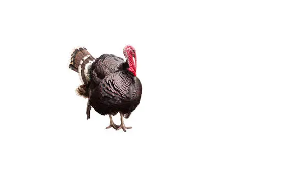 Domestic Turkey isolated on white background