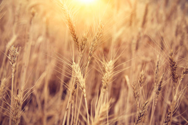 istock Wheat Beards.Wheat field morning sunrise and yellow sunshine 847019218