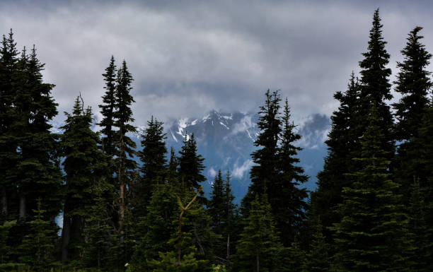 istock Hurricane Ridge hidden behind clouds and pine trees 847019312