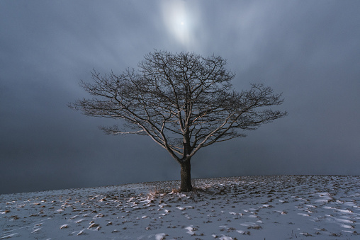 A solitary tree stands under the Moon amidst a frozen landscape.  Long exposure.