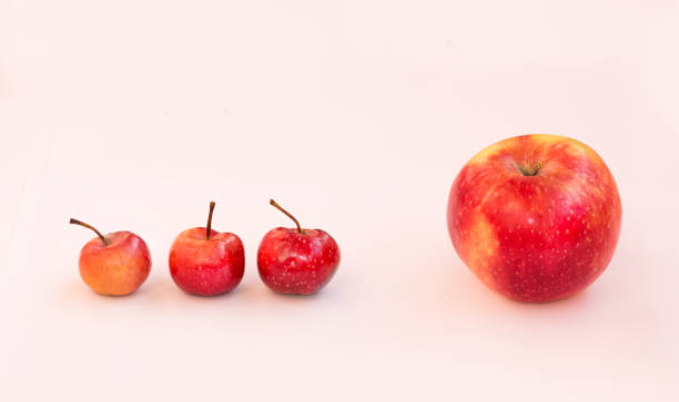 A Large Apple And Behind It Are 3 Small Paradise Apples The Boss Is Ahead  Of Him Subordinates Team Of Business Employees Stock Photo - Download Image  Now - iStock