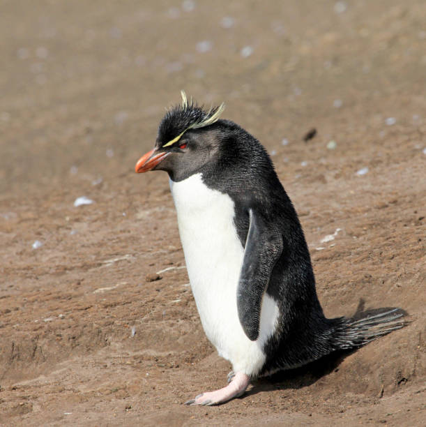 pingwin rockhoppera, falklandy - saunders island zdjęcia i obrazy z banku zdjęć