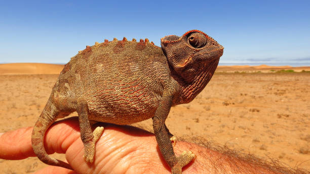 Chameleon Namibian desert African ground animal reptile wildlife nature hand Chameleon Namibian desert African ground animal reptile wildlife nature hand prehensile tail stock pictures, royalty-free photos & images