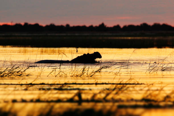 nilpferd african wildlife safari tiere natur wildnis flussufer chobe säugetiere - kruger national park sunrise south africa africa stock-fotos und bilder