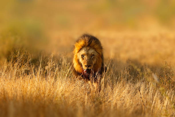 african lion gros chats pantera leo wildlife safari animaux carnivore chasseur - lion safari africa animal photos et images de collection